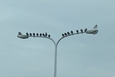 17 birds